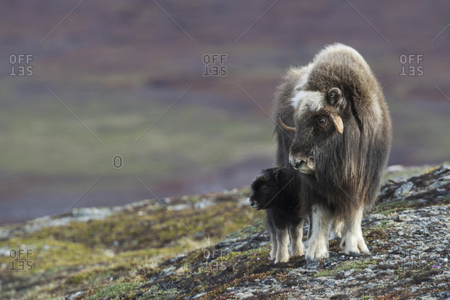 baby musk ox in the tundra