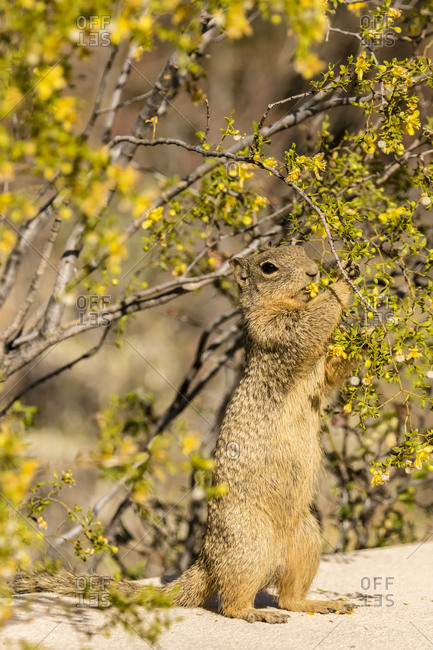 USA, Arizona, Sonoran Desert. Rock squirrel feeding on creosote bush flowers.