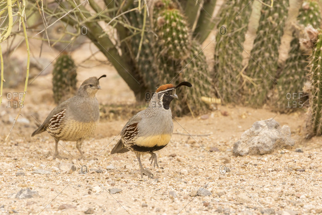 Desert Botanical Garden Stock Photos Offset