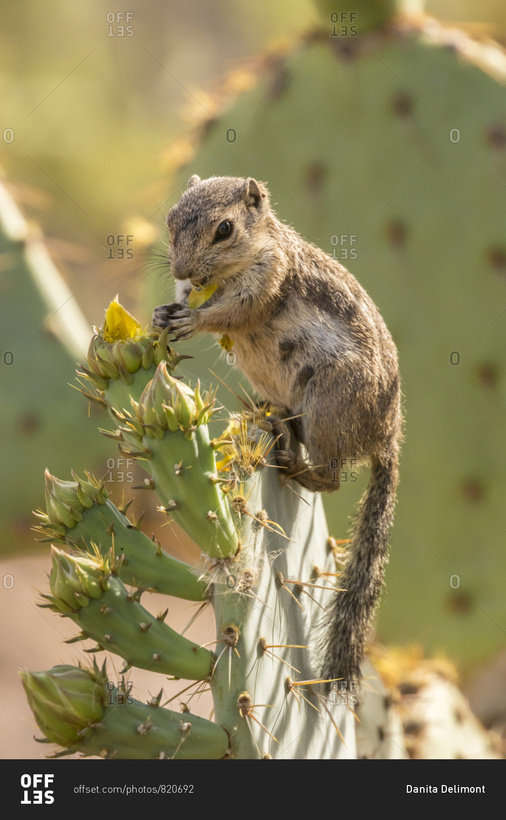 USA, Arizona, Desert Botanic Garden. Harris&#39;s ground squirrel feeding on  prickly pear cactus blossom. stock photo - OFFSET