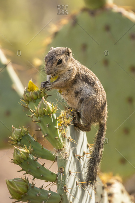 USA, Arizona, Desert Botanic Garden. Harris's ground squirrel feeding on prickly pear cactus blossom.