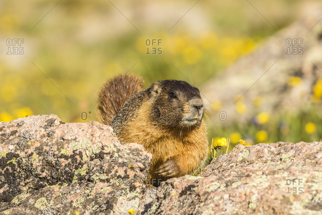 USA, Colorado, Mt. Evans. Yellow-bellied marmot close-up.