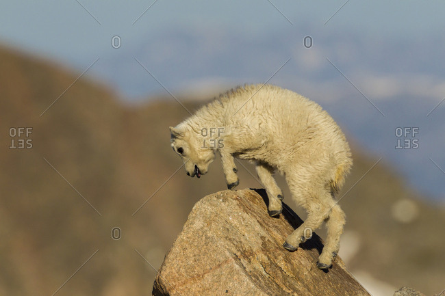 USA, Colorado, Mt. Evans. Mountain goat kid on rock.