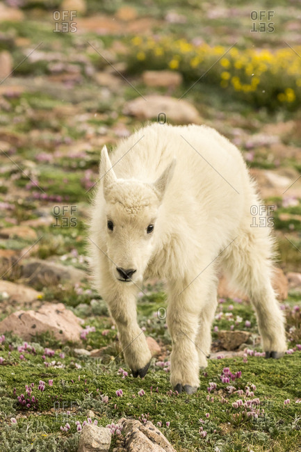 USA, Colorado, Mt. Evans. Mountain goat kid.