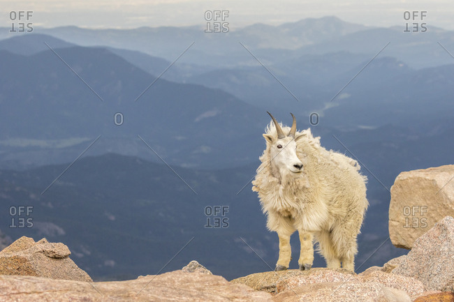 USA, Colorado, Mt. Evans. Mountain goat mountain landscape.