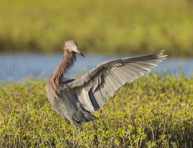 Reddish egret hunting for prey, Egret rufescens, Espiritu Santo, Welder Flats, San Antonio Bay, Texas