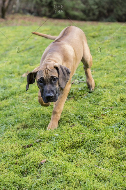 Issaquah, Washington State, USA. Four month old Rhodesian Ridgeback puppy walking across the lawn.