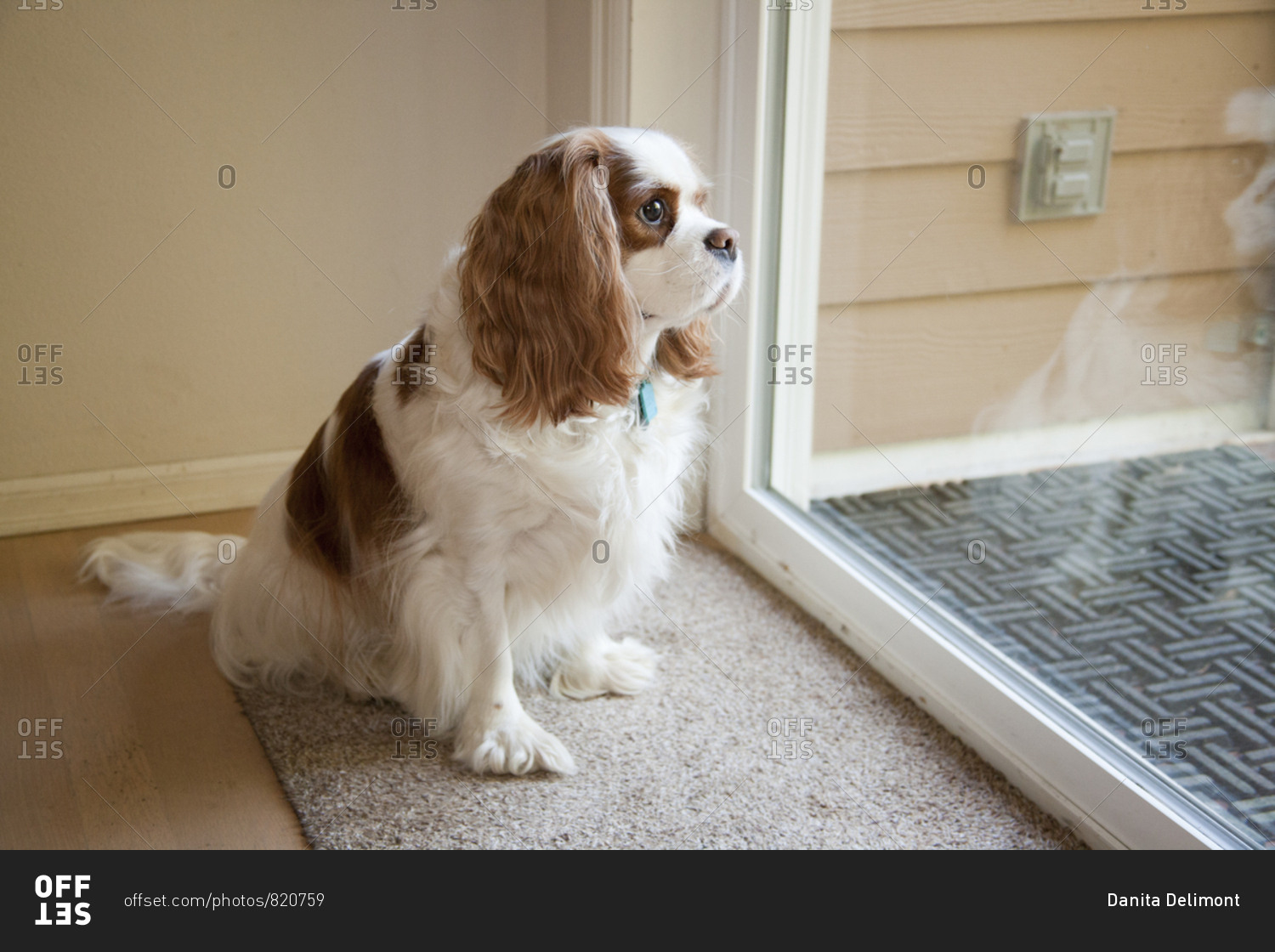Mandy, a Cavalier King Charles Spaniel waiting by a sliding glass door to be let out.