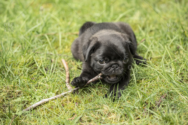 Issaquah, Washington State, USA. Ten week old black Pug puppy chewing on a stick while resting on the lawn.