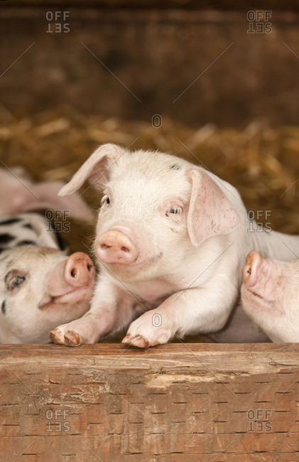 Pig s feet Images - Search Images on Everypixel