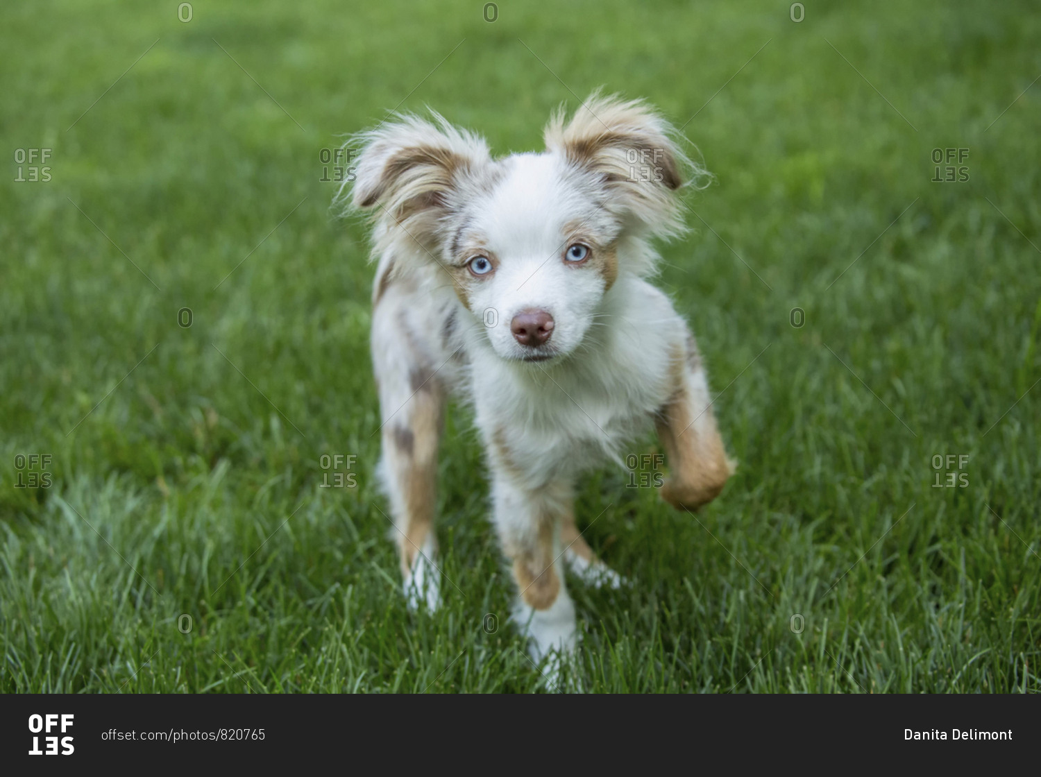 Issaquah, Washington State, USA. Mini Australian Shepherd puppy playing