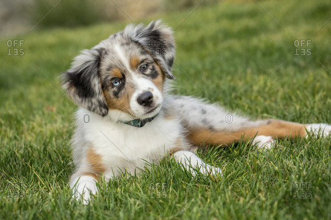 Sammamish, Washington State, USA. Three month old Blue Merle Australian Shepherd puppy looking quizzical while resting in her yard. stock photo