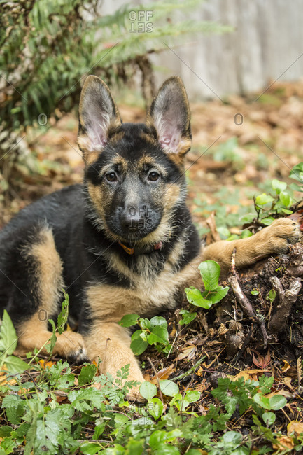 Issaquah, Washington State, USA. Three month old German Shepherd reclining next to a stump.
