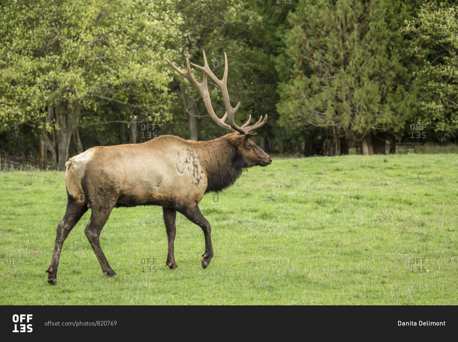 Eatonville, Washington State, USA. American elk bull walking in ...