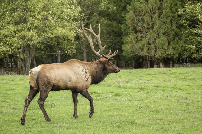 Eatonville, Washington State, USA. American elk bull walking in Northwest Trek Wildlife Park meadow.