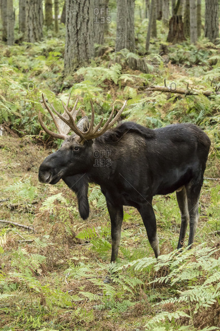 Eatonville, Washington State, USA. Bull moose in Northwest Trek Wildlife Park.