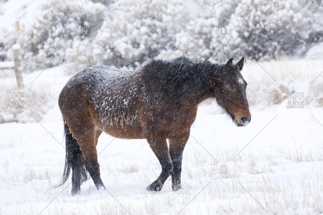 Horse in snow of the Hideout Ranch, Wyoming.