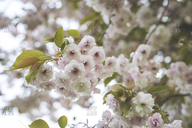 Germany- Saxony- Dresden- almond blossoms- Prunus triloba