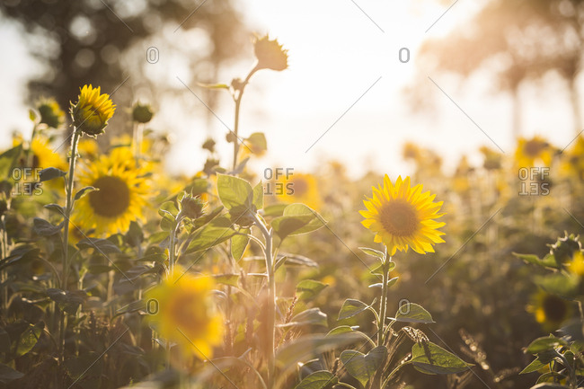 Germany- sunflowers at evening twilight