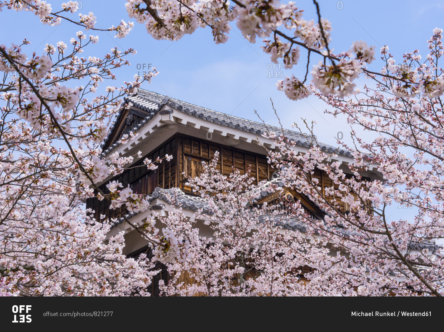 Japan- Shikoku- Matsuyama- view to Matsuyama castle with pink cherry blossoms in the foreground
