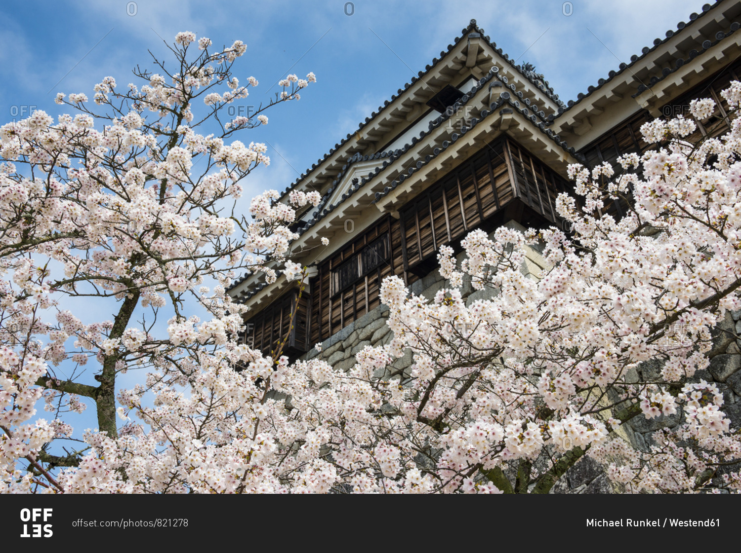 Japan- Shikoku- Matsuyama- view to Matsuyama castle with cherry blossoms in the foreground