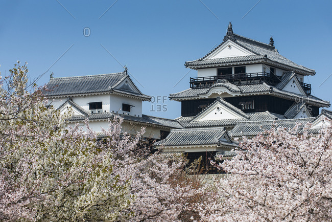 March 28,  2013: Japan- Shikoku- Matsuyama- view to Matsuyama castle at cherry blossom