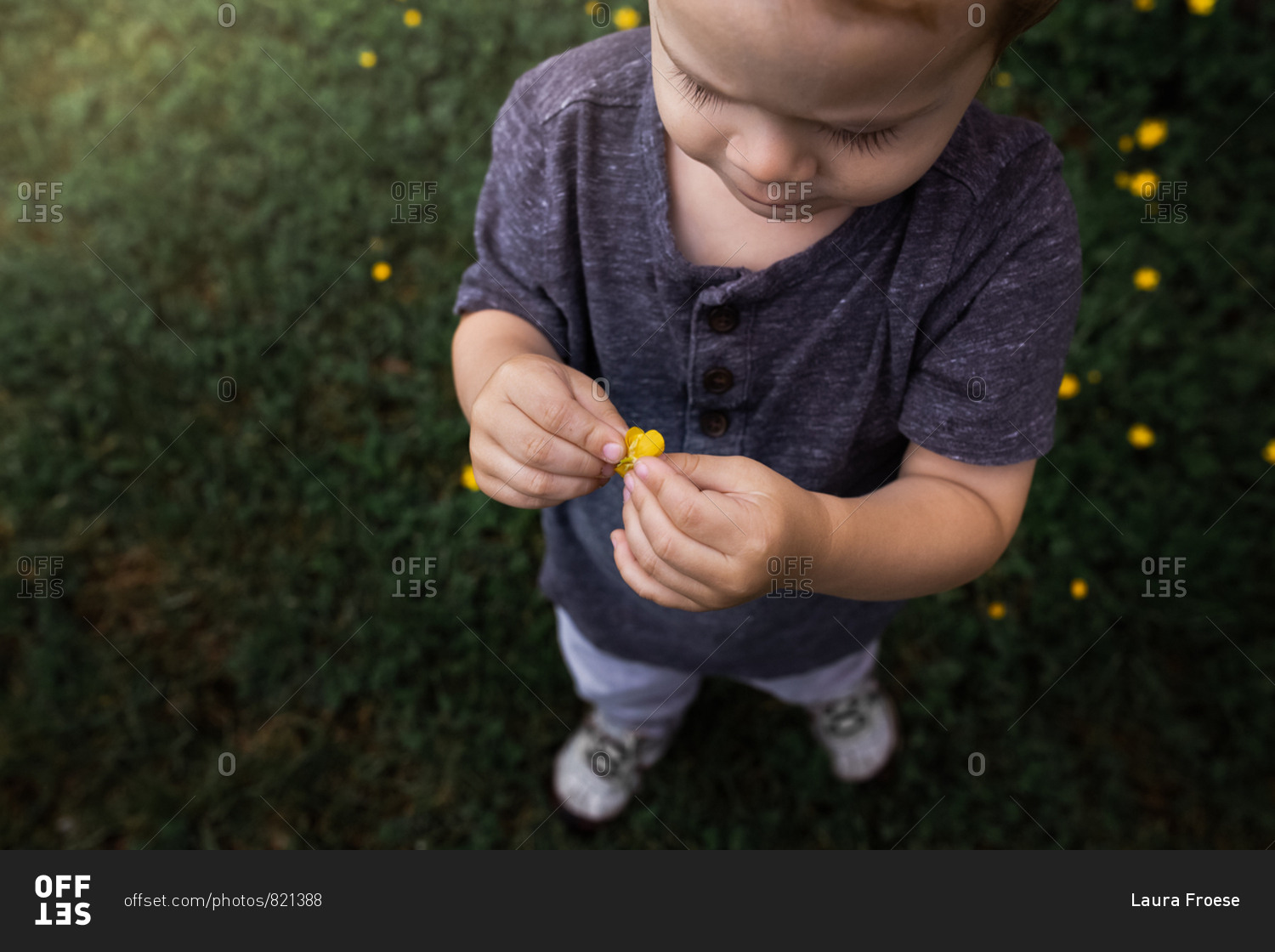 Boy holding little yellow flower in grassy field.