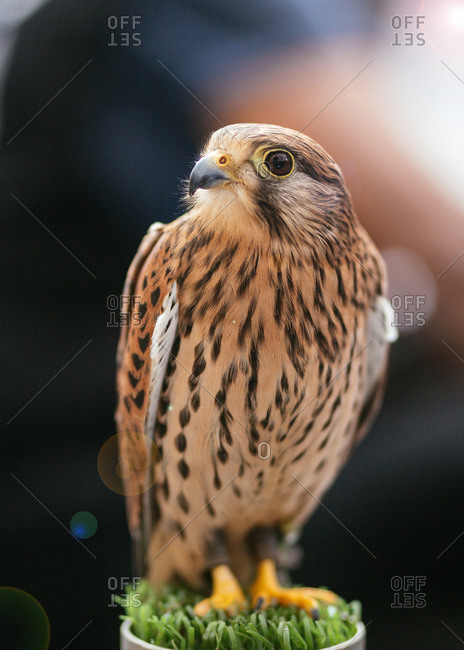 Young Feathered predator brown eagle sitting and looking away