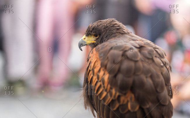 Feathered predator brown eagle sitting and looking away