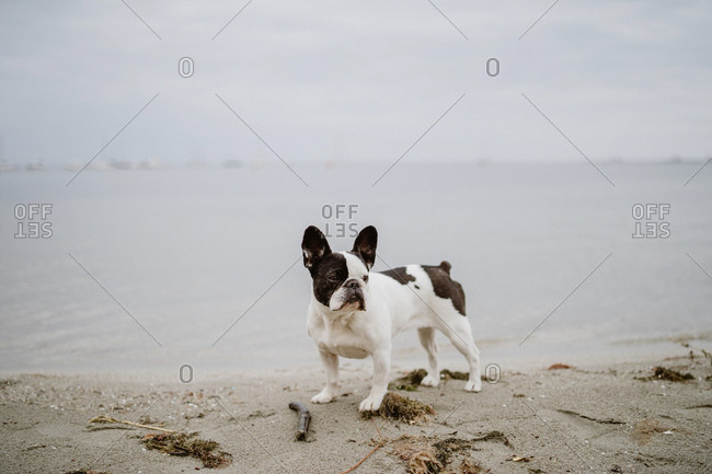 Adorable French Bulldog standing on sand near waving sea on gray day on beach