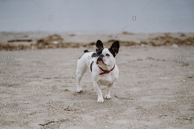 Adorable French Bulldog standing on sand near waving sea on gray day on beach