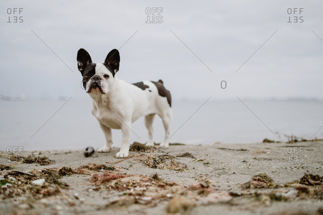 Adorable French Bulldog standing on sand near waving sea on gray day on beach