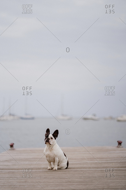 Adorable French Bulldog sitting on wooden pier near waving sea on gray day on beach