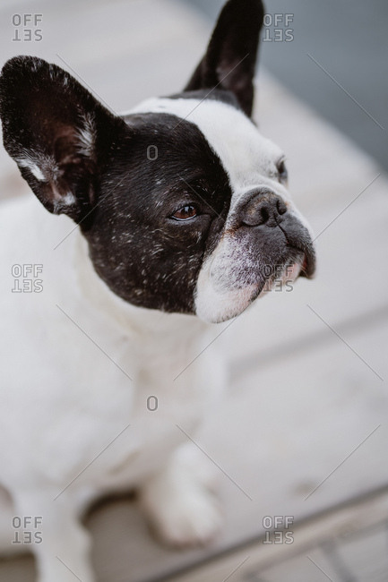 Adorable French Bulldog standing on wooden pier near waving sea on gray day on beach