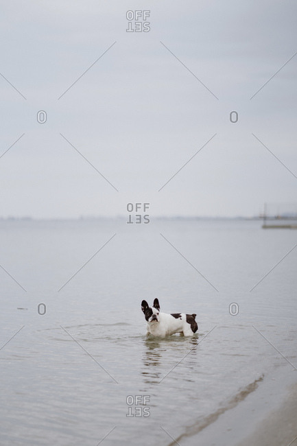 Spotted French Bulldog running on sandy shore inside sea on dull day