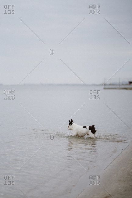 Spotted French Bulldog running on sandy shore inside sea on dull day