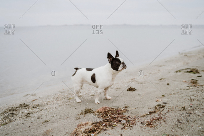 Spotted French Bulldog standing on sandy shore near calm sea on dull day