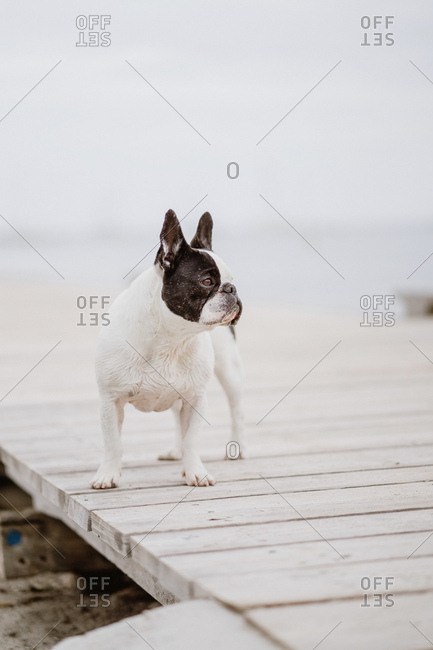Adorable French Bulldog standing on wooden pier near waving sea on gray day on beach