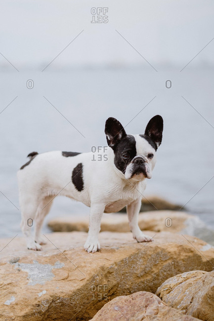 Cute French Bulldog standing on rough stones near calm sea on moody day