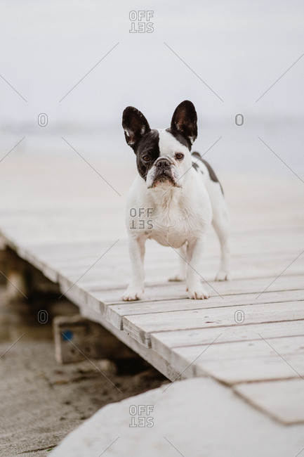 Adorable French Bulldog standing on wooden pier near waving sea on gray day on beach