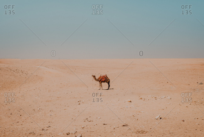 camel with ornamental saddles standing in desert near Cairo, Egypt