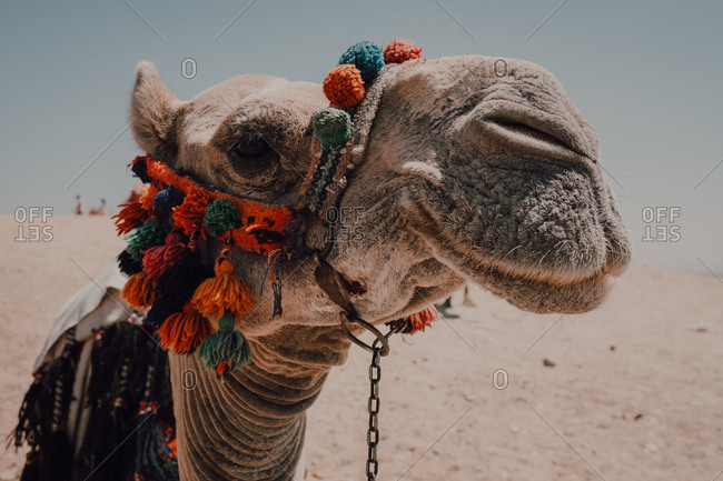 camel with ornamental saddles standing near camera while traveling with caravan in desert near Cairo, Egypt