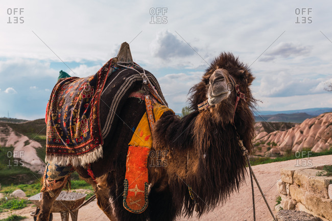 Woolly camel with ornamental saddle standing against hills and cloudy sky in Cappadocia, Turkey