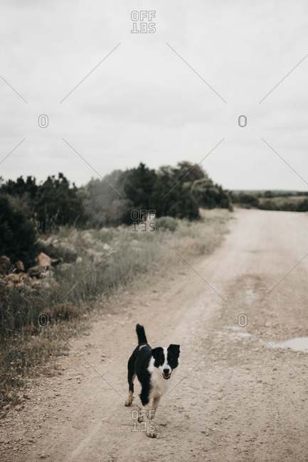 Adult pretty furry purebred dog walking on dirty road with puddles in nature