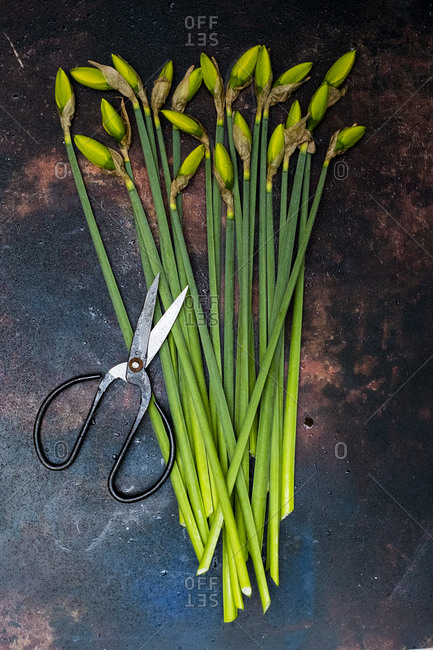 High angle close up of bunch of daffodils and pair of scissors.
