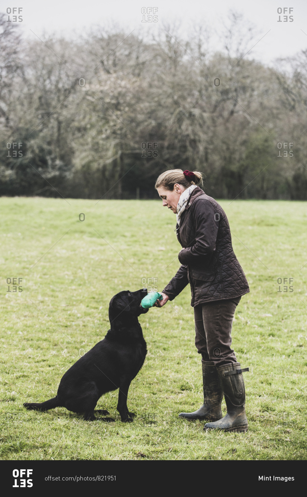 Woman standing outdoors in a field giving a green toy to Black Labrador dog.