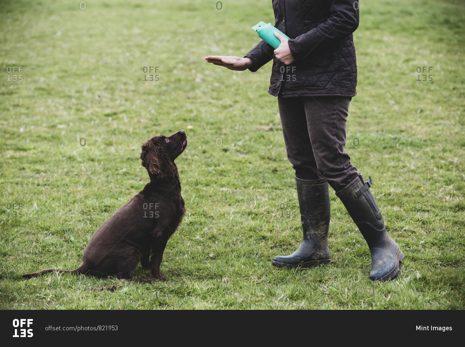 Person standing outdoors, giving hand command to Brown Spaniel dog.