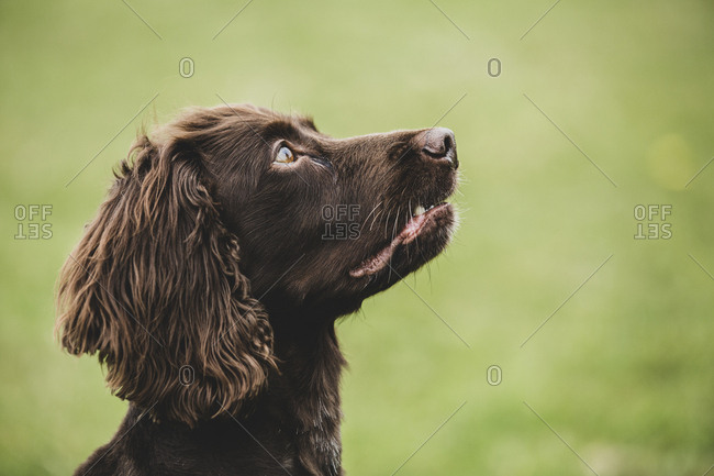 Close up of Brown Spaniel dog sitting in a field.
