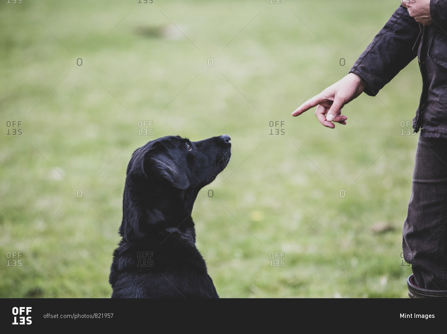 A dog trainer giving a hand command to Black Labrador dog.