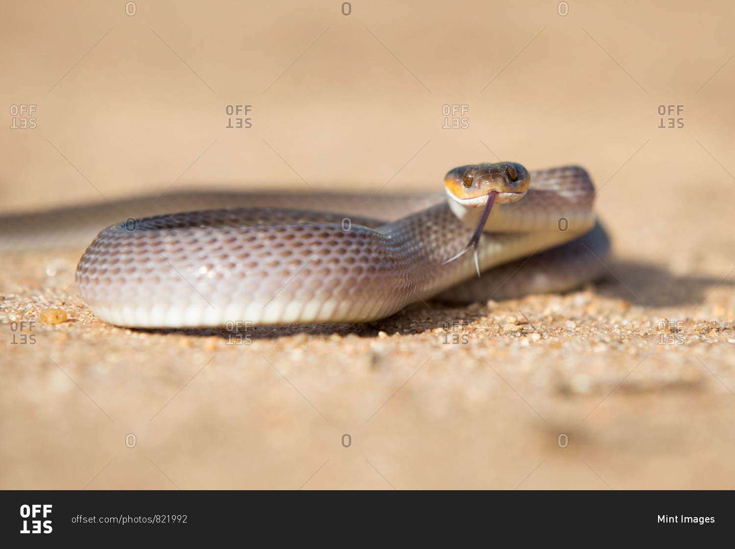 A herald snake, Crotaphopeltis hotamboeia, coils in the sand, direct gaze with tongue out